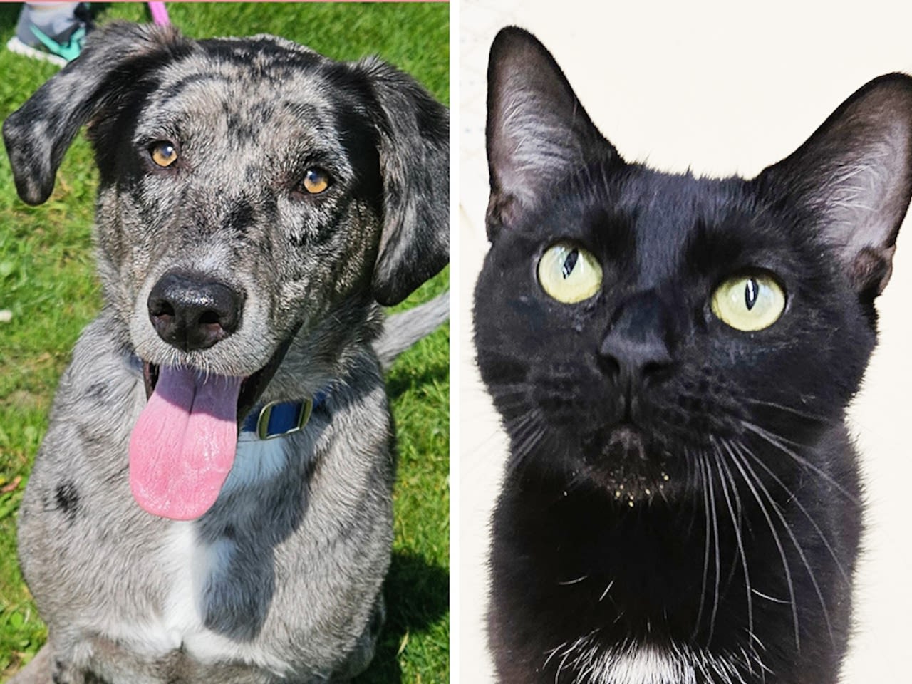 Pets of the week: Rufus is unusual for Michigan. Sushi loves treats