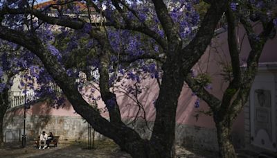 Cada primavera Lisboa se viste de azul y malva con la floración de los jacarandás