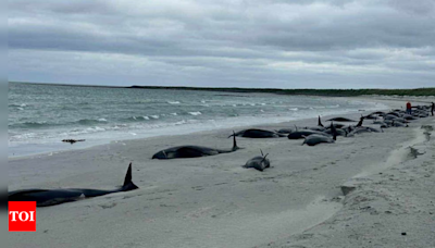 Entire pod of 77 pilot Whales found dead on Scottish beach - Times of India