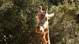 Giraffe at Texas wildlife park picks up toddler from inside truck