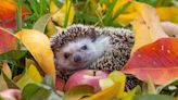 Man Builds Cool 'Hedgehog Mansion' in His Garden Complete with Living Roof