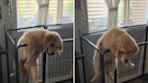 Owners buy new play pen to stop puppy escaping—he has other plans