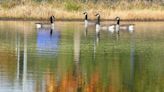 We ran the roads in Summit County to see which has the best fall foliage: Here's what we found