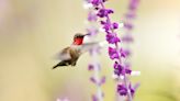 Happy National Wildflower Week: Irvine Ranch Conservancy is hosting a ‘Wildflower Takeover'