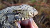 Exotic reptiles are escaping across South Carolina. Wildlife officials worry about threats