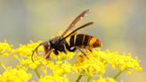 Warning issued over Asian hornets following record sightings in 2023