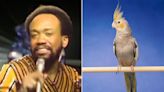 Singing Bird Goes Viral for Hilariously Keeping Owner Up at 7 a.m. with Earth, Wind & Fire's 'September'