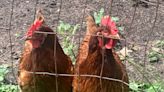 Fowl is fair game? Village of Loami residents consider advisory referendum on chickens