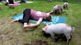 Three little piggies at a yoga class = maximum happiness