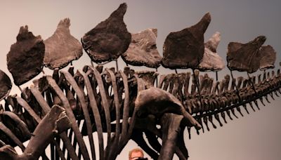 Le plus grand squelette de stégosaure vendu 44,6 millions de dollars à New York, un record