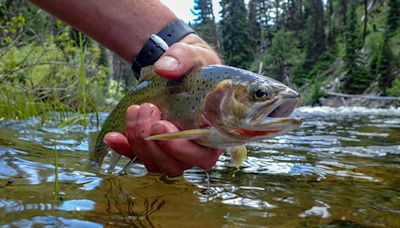 Rising temperatures, low flows prompt unprecedented fishing restrictions in Montana