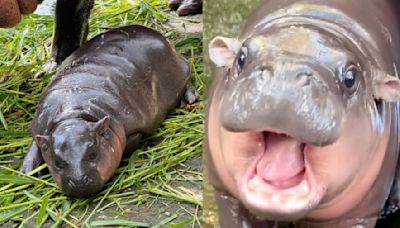 Superstar baby hippo Moo Deng gets her own 24/7 livestream