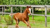 Horses 'Adopt' Rescued Baby As Their Son and People Are Being Moved to Tears