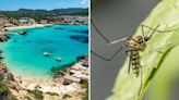 Febre da dengue: Turistas em Ibiza devem ficar preocupados?