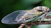 Cicadas are making so much noise that residents are calling the police in South Carolina