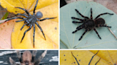 Four new spider species found in Colombia’s biodiversity hotspot