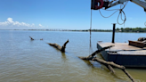 60-foot tree removed from Dog River after becoming hazard: MPD