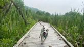 Roco's Adventures in Ross County: exploring the Kinnikinnick Fen Nature Preserve