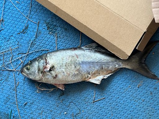 Fish falling from sky shatters N.J. car’s windshield