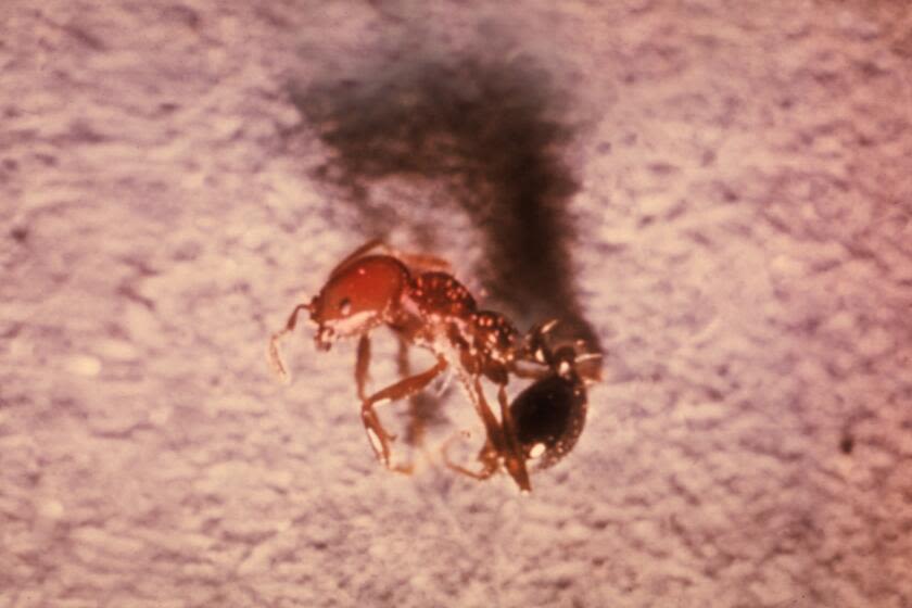 An infestation of 'aggressive' red fire ants hits Santa Barbara County