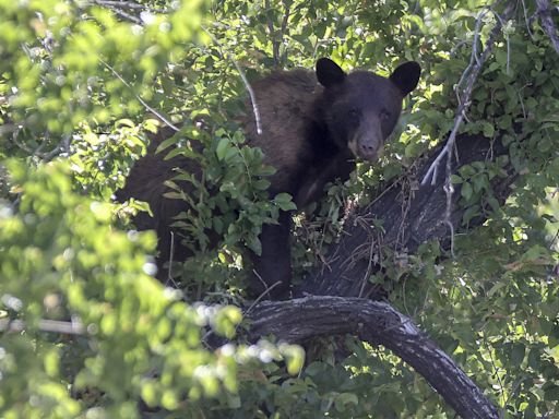 Map Show US States With Most Bear Attacks