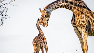 Baby Giraffe Gets the Zoomies and People Can’t Get Enough