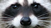 Warning over deadly ‘racoon-worms’ that trigger brain swelling found in Europe