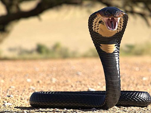 The Most Venomous Snake in the World and 19 Deadly Others