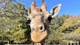 Memphis Zoo ‘Mourns Deeply’ for Angela Kate, Beloved Giraffe Who Died After Falling in Exhibit