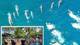 A group of swimmers harassed and aggressively pursued a pod of wild dolphins in Hawaii, authorities say