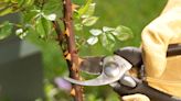 How to Clean Pruning Shears to Avoid Spreading Plant Diseases and Pests