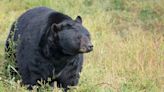 Bear Attacks Security Guard Inside Aspen, Colorado Resort