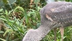 Video shows blue heron savoring large rat in New York's Central Park