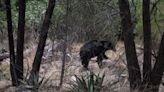 Bear put down after it entered a cabin and attacked a 15-year-old boy in Arizona