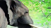 Rising elephant deaths: 294 casualties reported in Karnataka