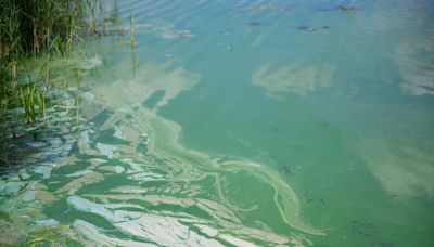 Here's What to Know About Toxic Blue-Green Algae If That Viral TikTok Has You Spooked