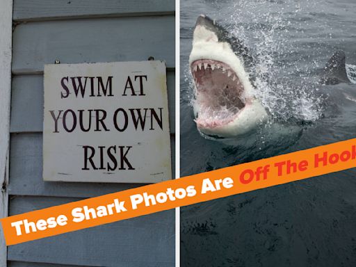 In Honor Of Shark Week, Here Are 40 Majestic Shark Pictures That’ll Remind You The Ocean Is Their House And You’re...