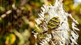 L'araignée guêpe : tout savoir sur cet insolite insecte du jardin