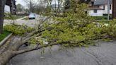 Windsor sees spike in tree liability complaints