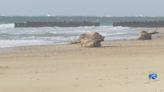 Petroleum pipe left by a beach-side Navy base to be removed by Army Corps