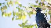 What Australian Magpies Can Teach Us About Bullies