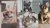 Delaware police investigating after four French bulldogs were stolen from Dover home