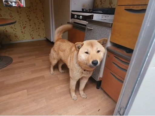 Family ‘overjoyed’ as young dog finds own way home 41 days after going missing