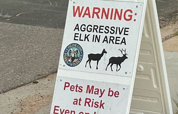 Colorado: 'Hidden' elk charges, injures 4-year-old boy in second elk attack in a week