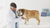 Lung Cancer (Adenocarcinoma) in Dogs: Symptoms, Causes, & Treatments