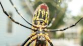 Arañas gigantes 'Joro' invadirán ciudades de Carolina del Norte: estudio - La Noticia