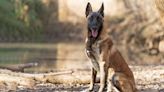 Belgian Malinois Named Most Intelligent Dog After New Study