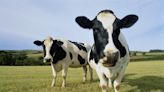 AI's 'mad cow disease' problem tramples into earnings season