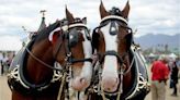 Budweiser Clydesdales will be trotting through Jacksonville