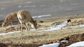 Pregnant Xizang Antelopes Begin Annual Migration for Birthing Season